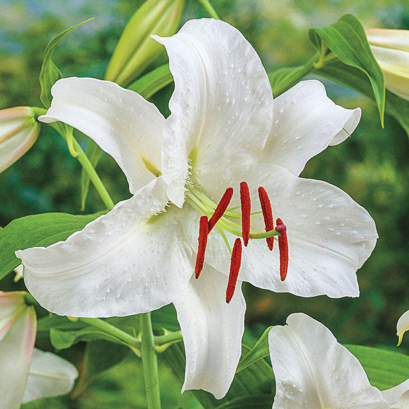 Casablanca Lilies