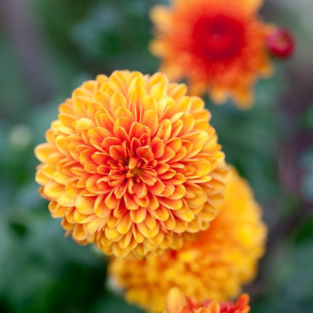 Chrysanthemums