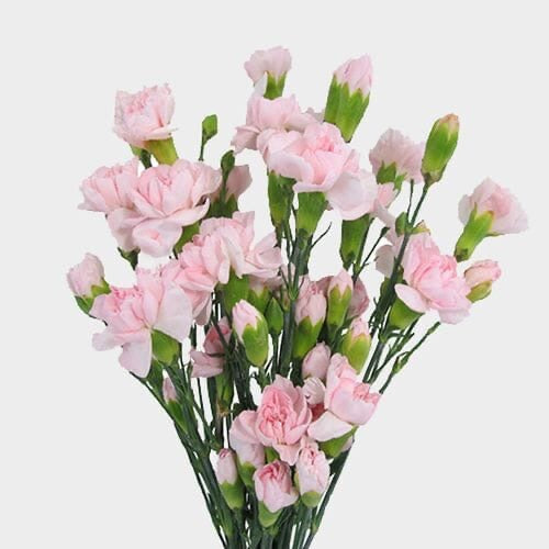 Mini Carnations