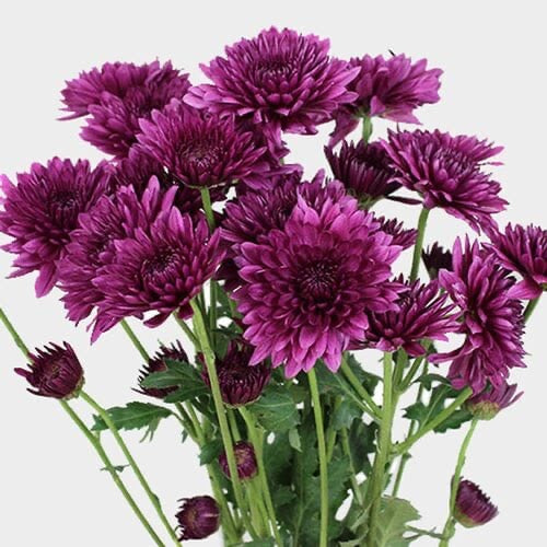 Chrysanthemums