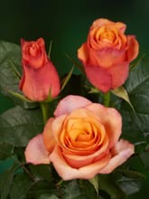 Sweetheart Roses