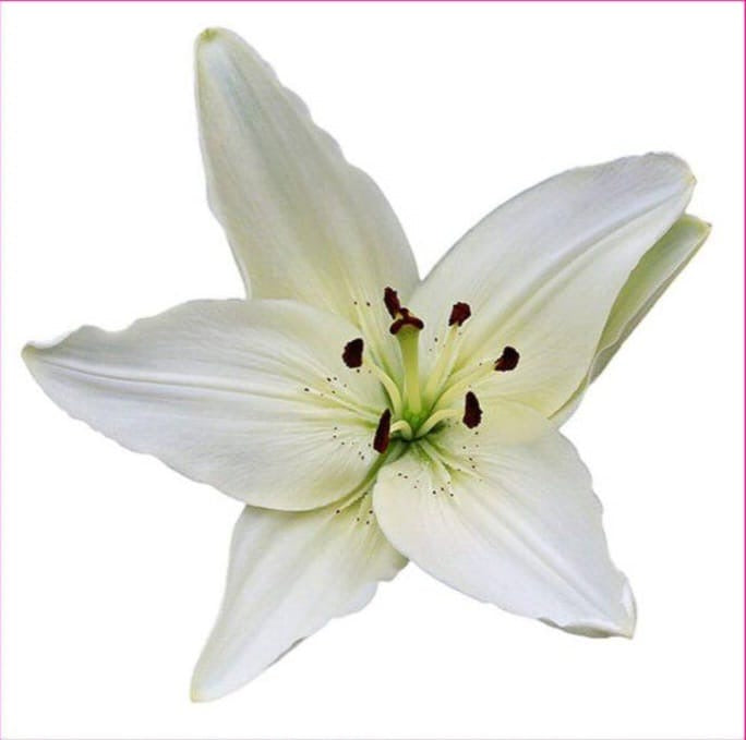 Asiatic Lilies