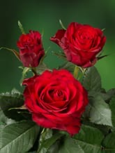 Sweetheart Roses