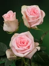 Sweetheart Roses