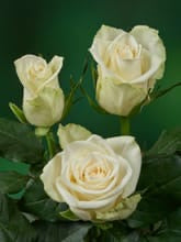 Sweetheart Roses