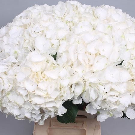Hydrangeas imported