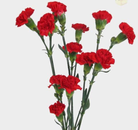 Mini Carnations
