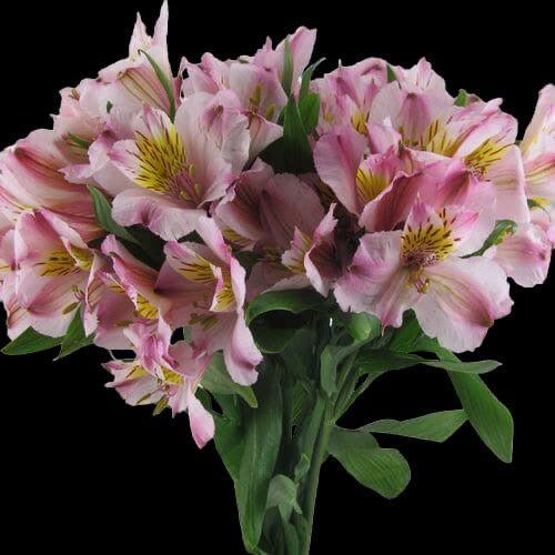 Alstroemeria
