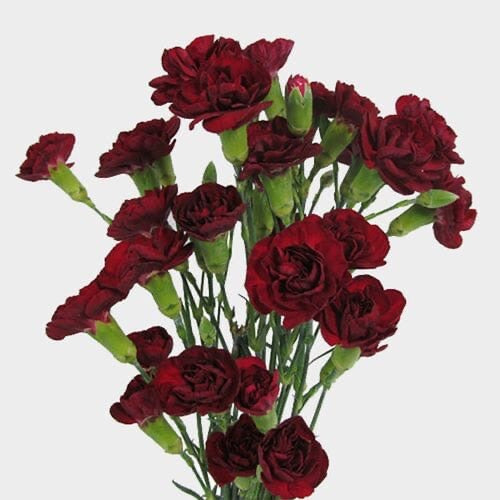 Mini Carnations