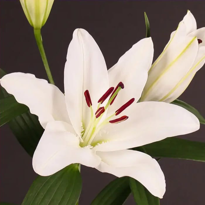 Casablanca Lilies