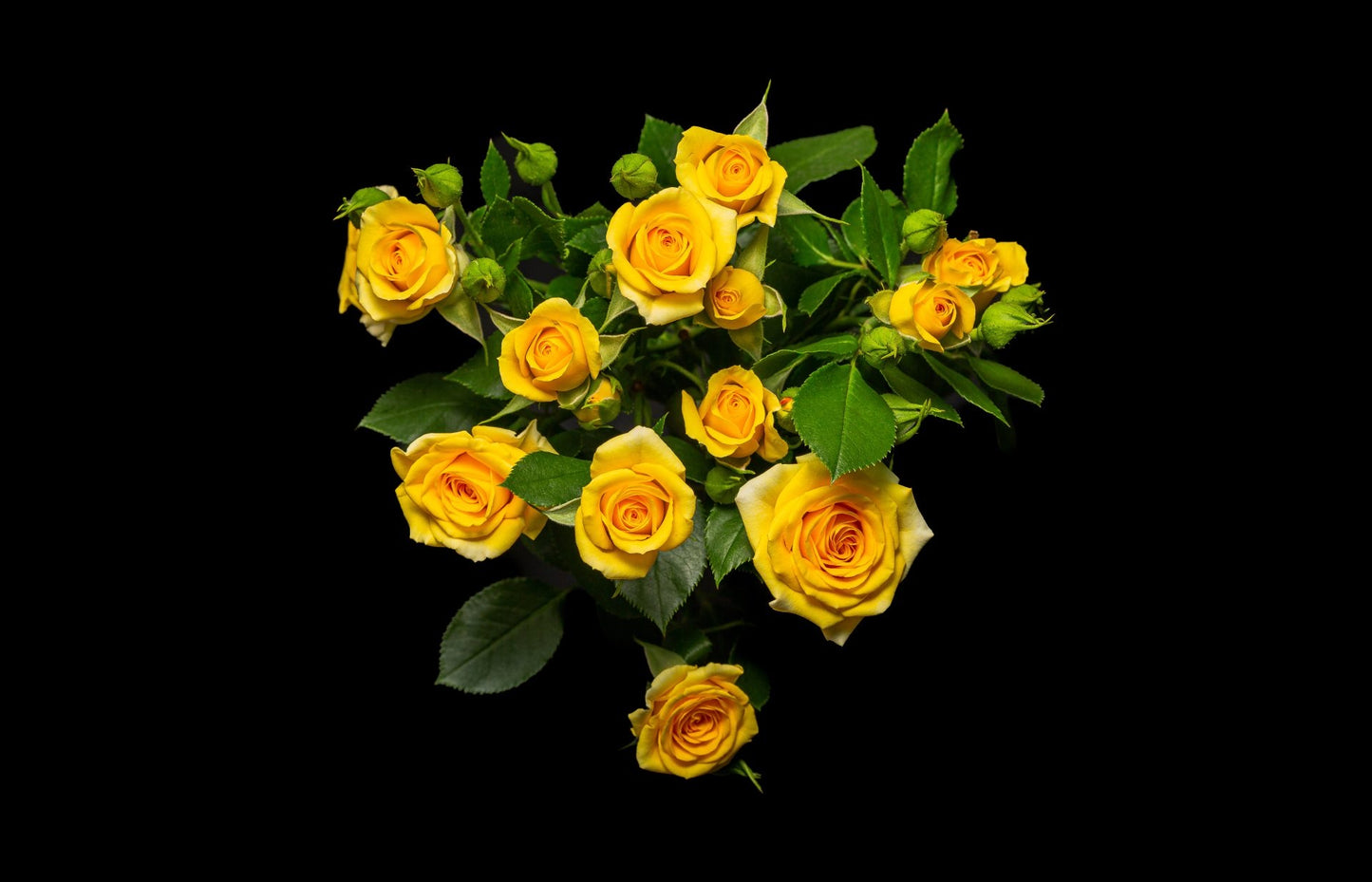 Spray Roses