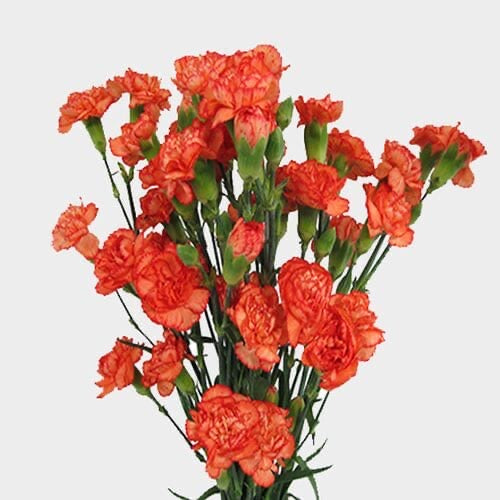 Mini Carnations