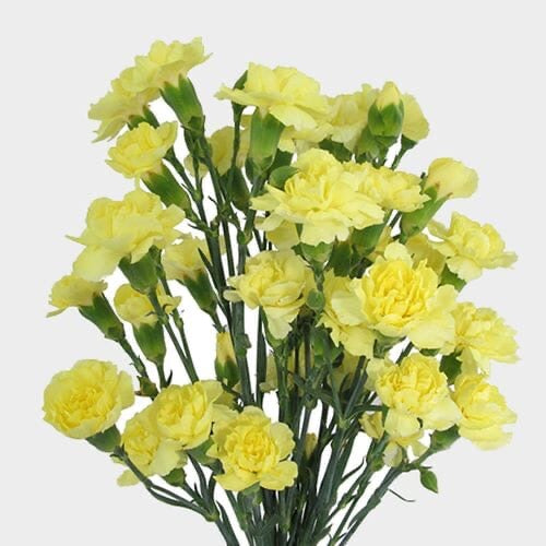 Mini Carnations