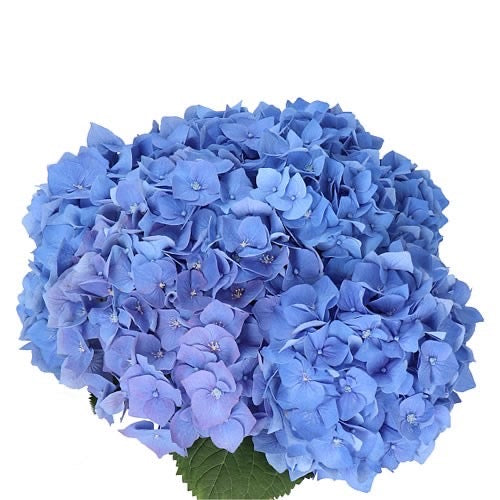 Hydrangeas imported