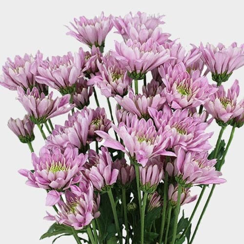 Chrysanthemums