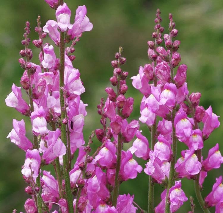 Snap Dragon