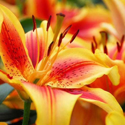 Asiatic Lilies