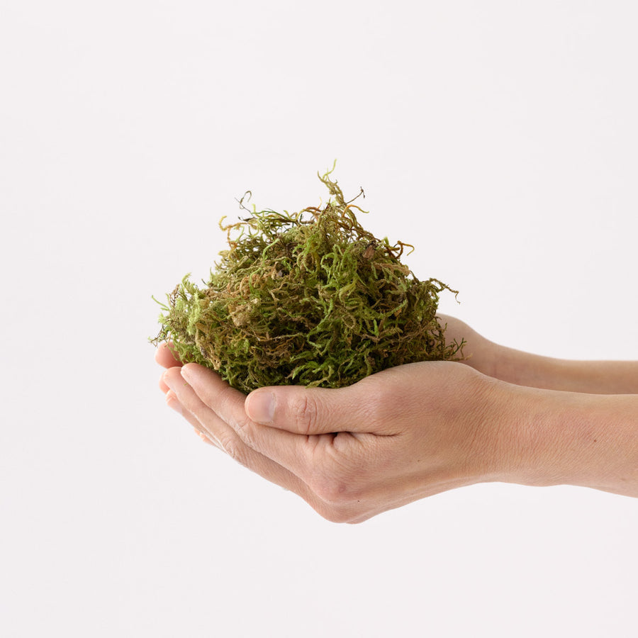 Moss in bag fresh