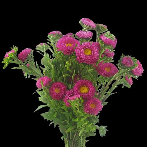 Matsumoto Asters