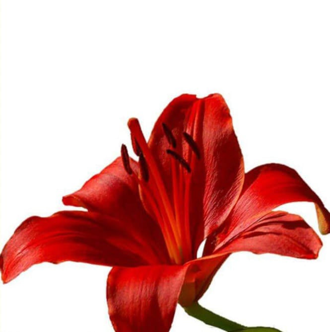 Asiatic Lilies