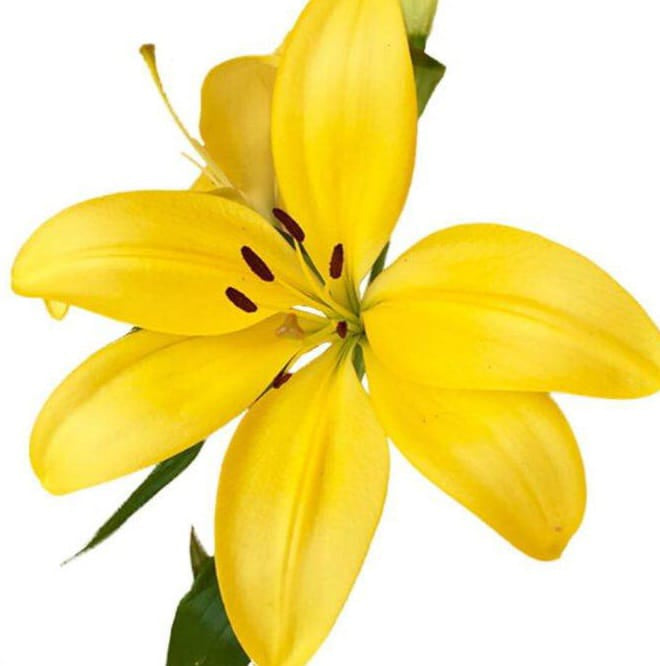 Asiatic Lilies
