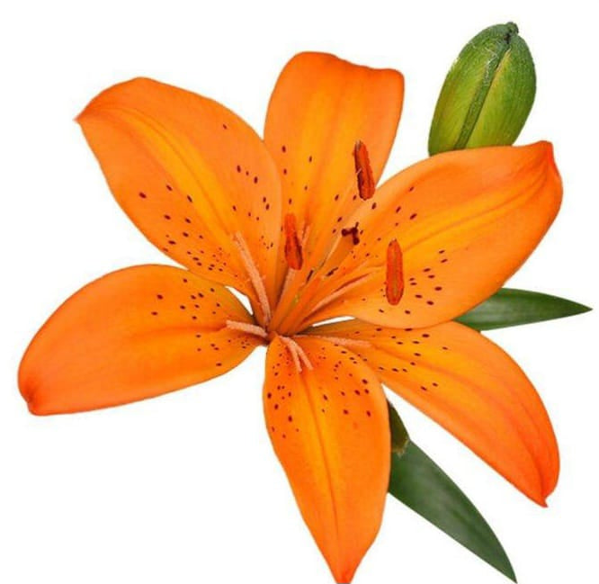 Asiatic Lilies