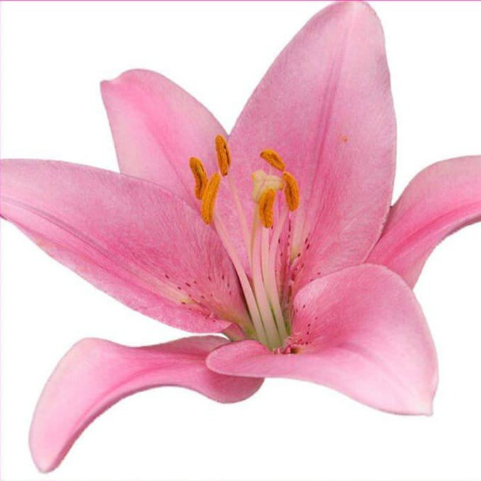 Asiatic Lilies