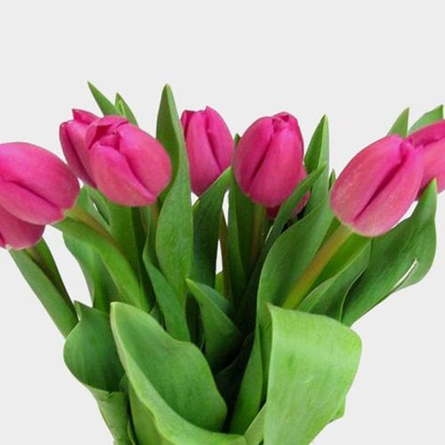 Tulips