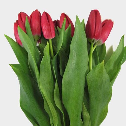 Tulips