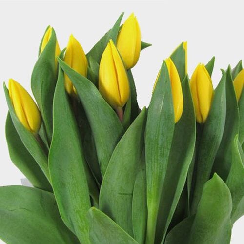 Tulips