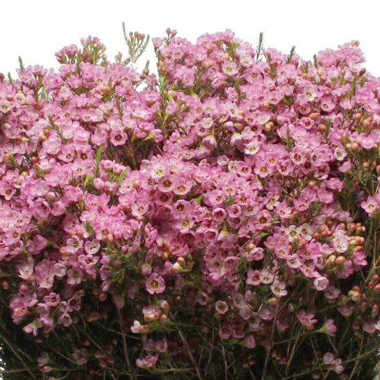 Wax Flower pink 45-50cm