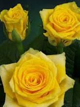 Sweetheart Roses