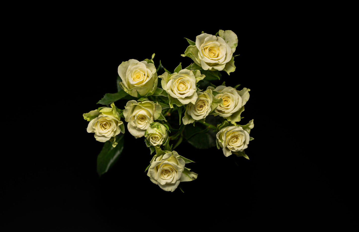 Spray Roses
