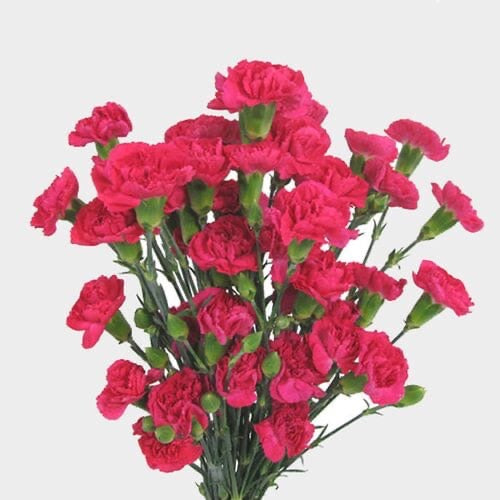Mini Carnations