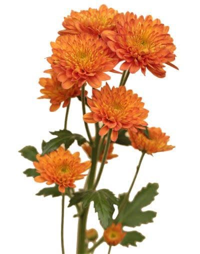 Chrysanthemums