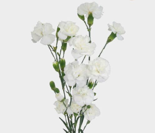 Mini Carnations