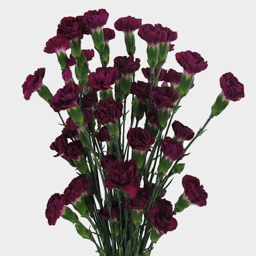 Mini Carnations