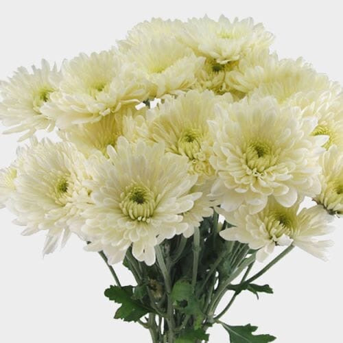 Chrysanthemums