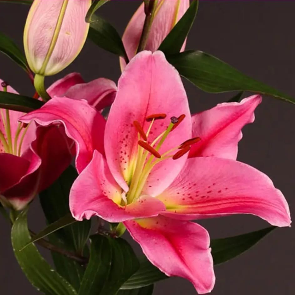 Casablanca Lilies