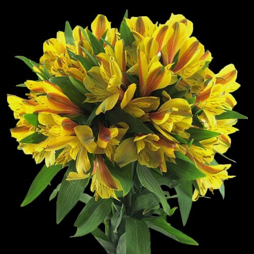 Alstroemeria