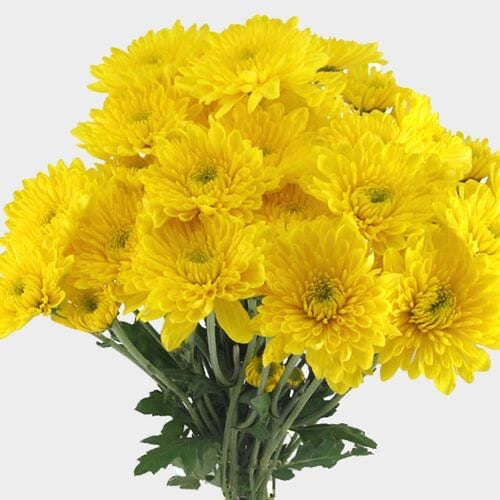 Chrysanthemums