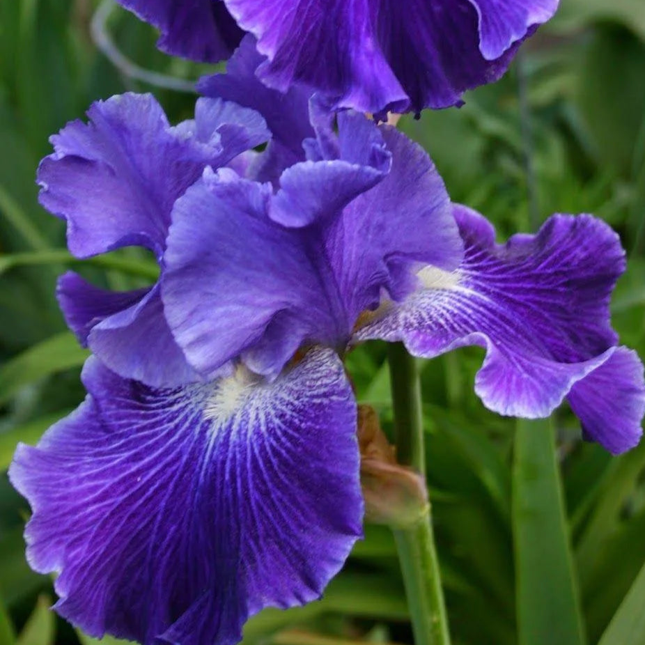 Iris