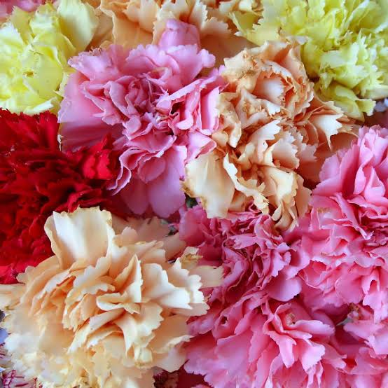 Carnations Heads