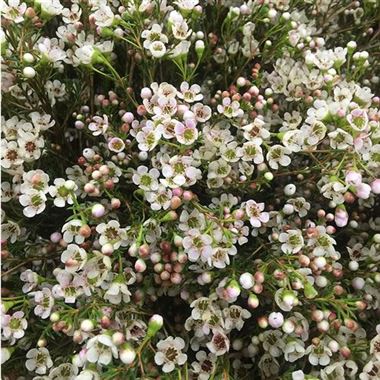 Wax Flower white/cream 45-50-cm