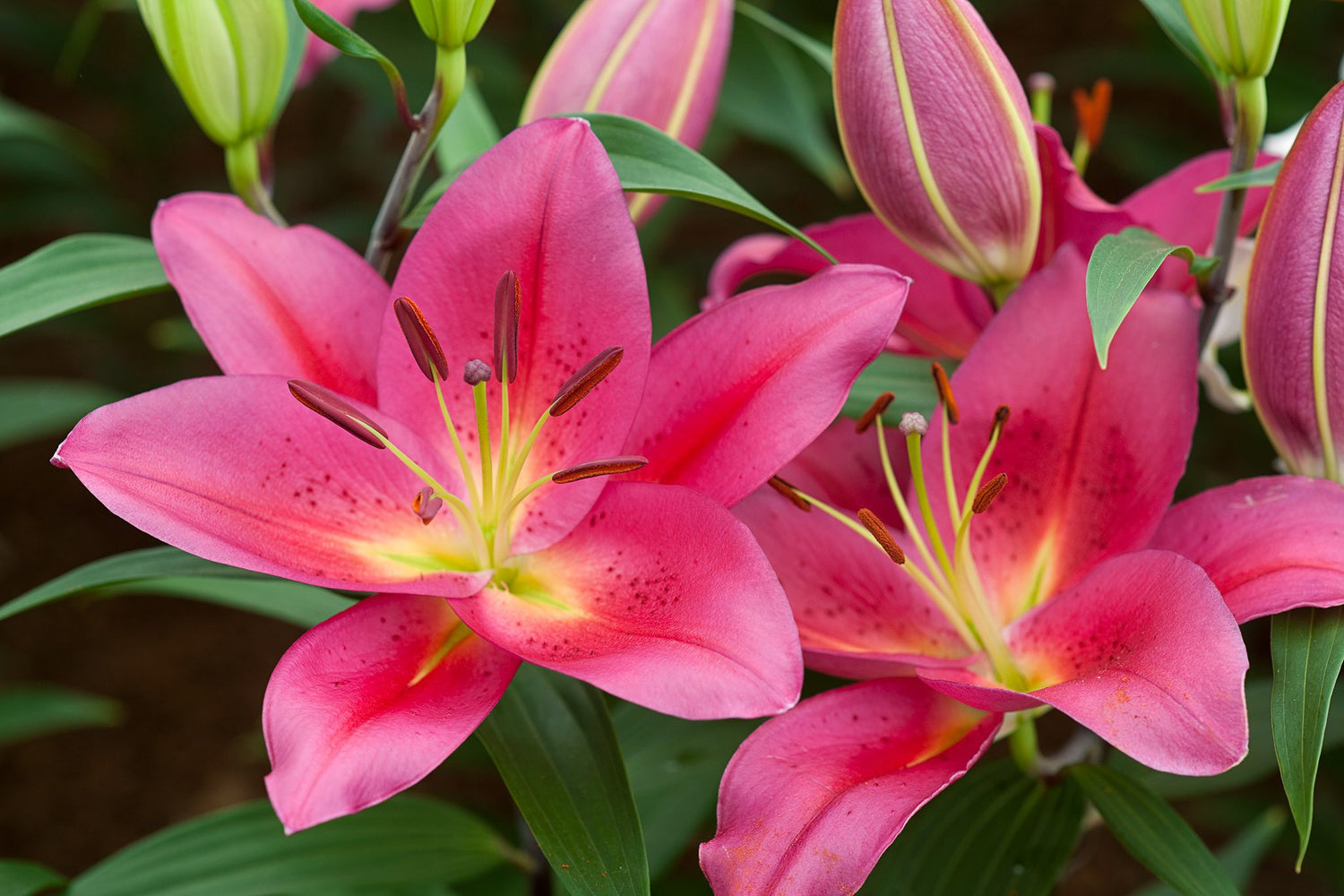 Lilies