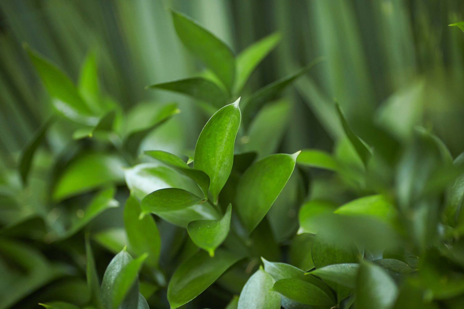 Greenery
