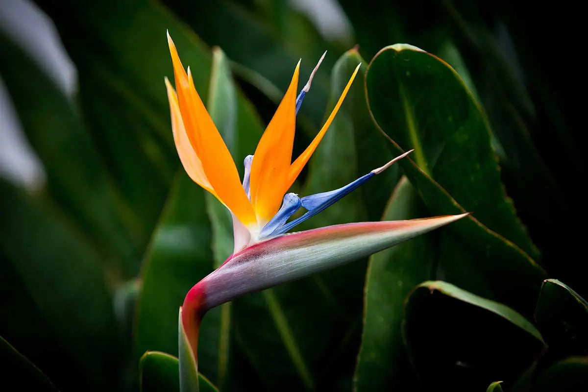 Tropicals