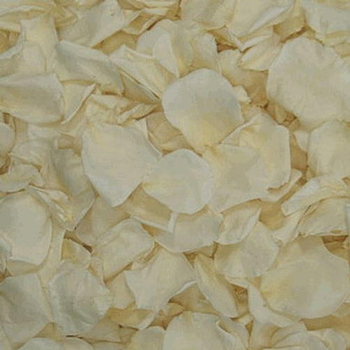 Broken Rose Heads White