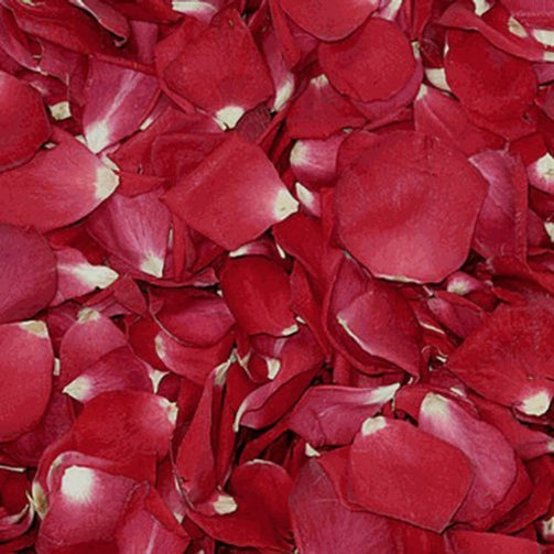Broken Rose Heads Red