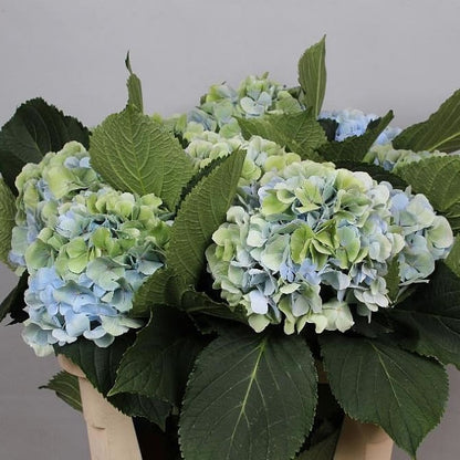 Hydrangeas imported